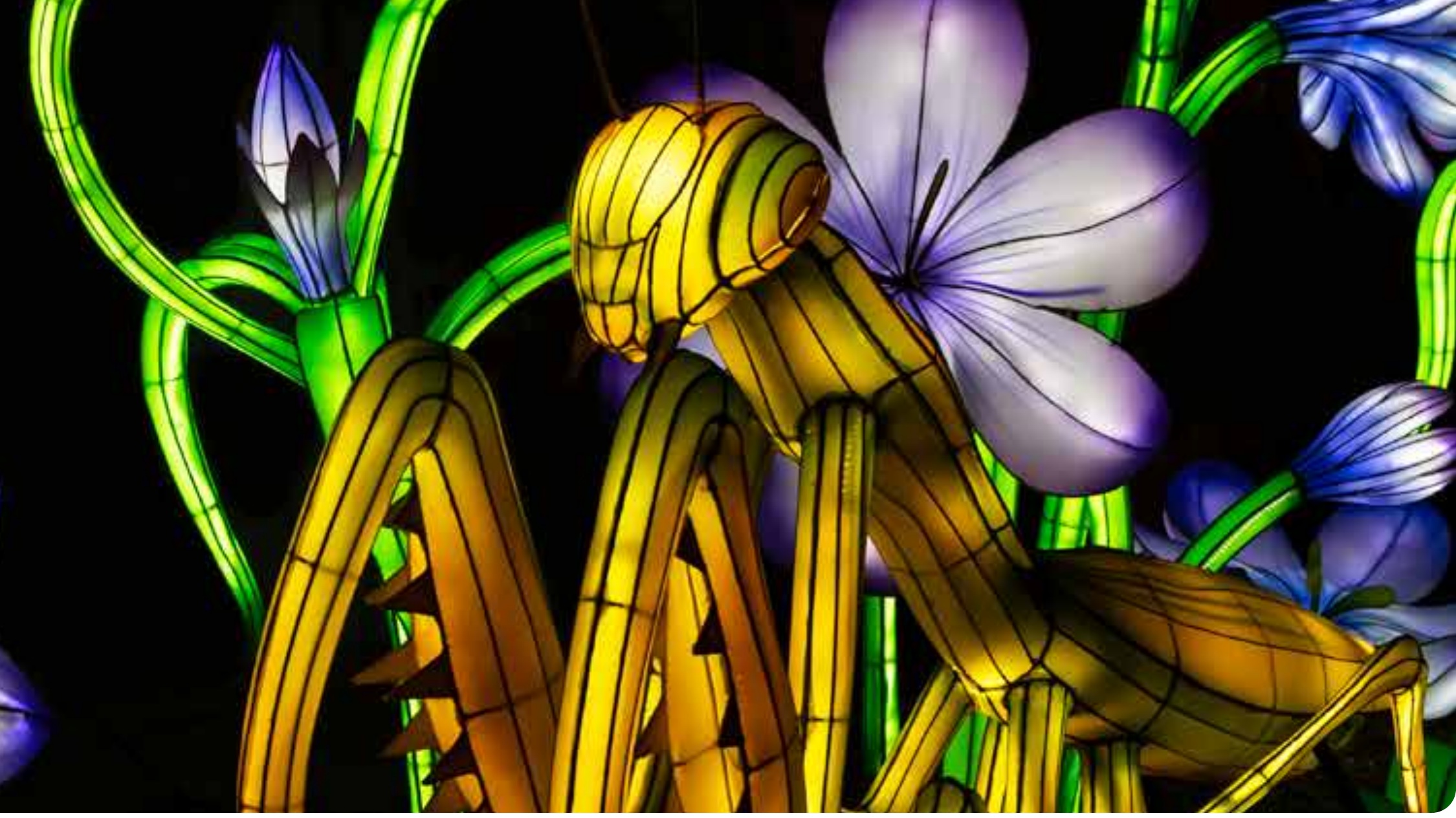 Giant illuminated praying mantis among flower lanterns at the 2024 Grand Rapids Lantern Festival