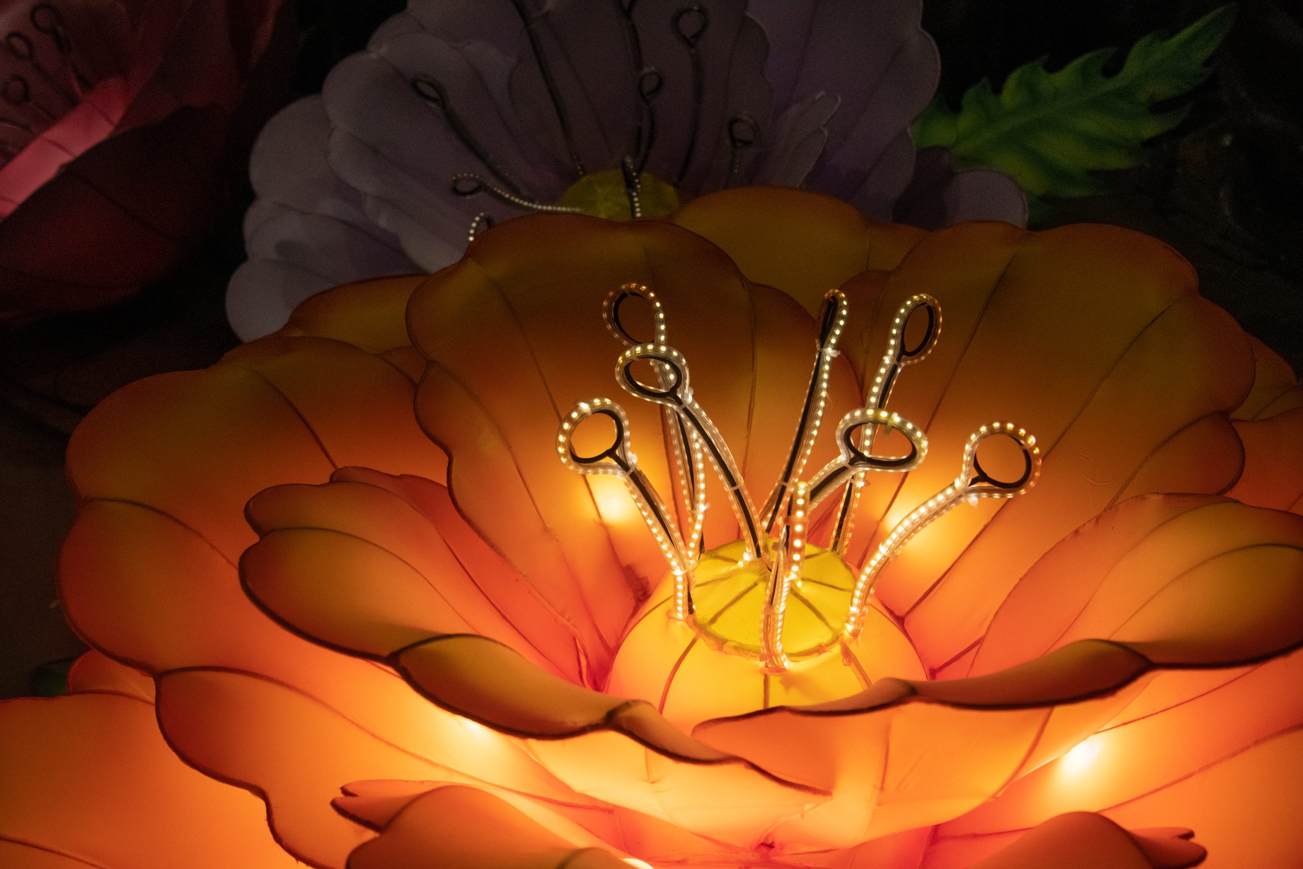 Orange peony lantern with illuminated layered petals